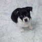 Éste es Zaruk. Es un mestizo, de madre Bulldog Francés y padre Yorkshire.